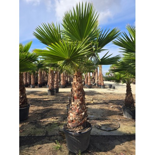 Washingtonia robusta tronco 100/120 CT -5º/-8º